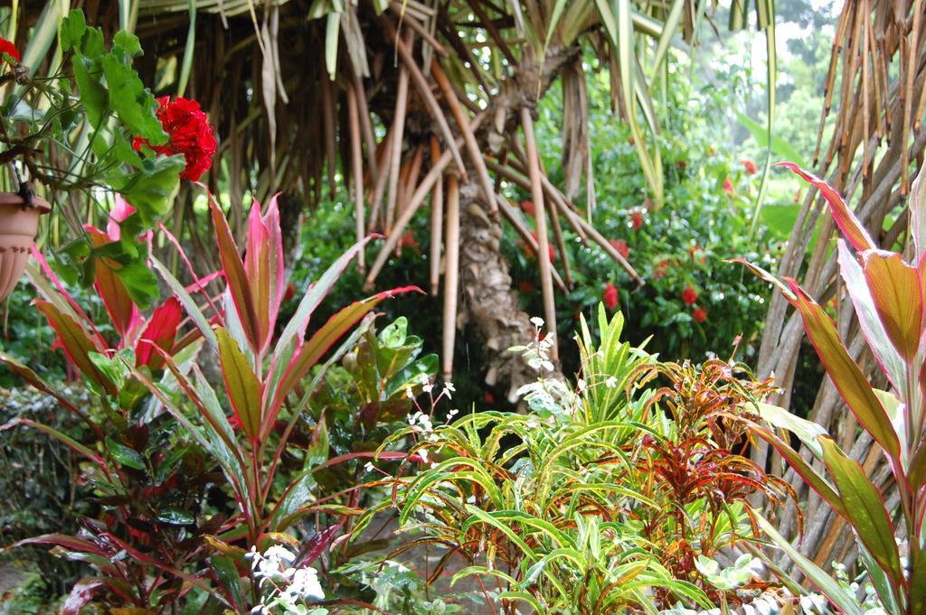 Casa Marcellino Lodge Cahuita Pokoj fotografie