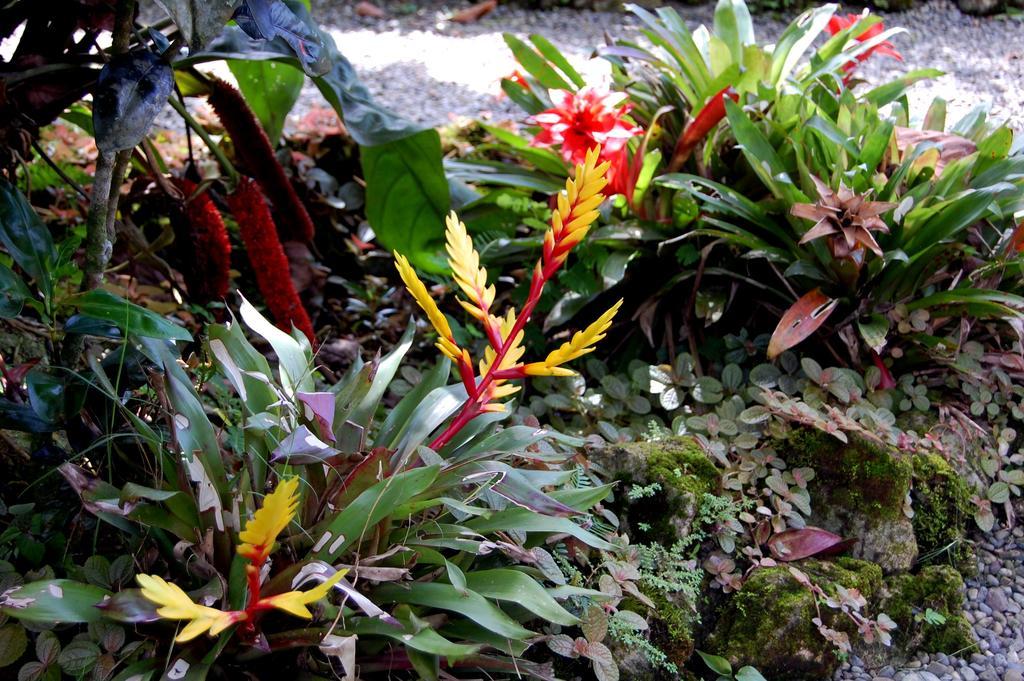 Casa Marcellino Lodge Cahuita Pokoj fotografie