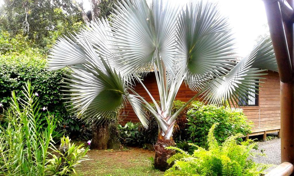 Casa Marcellino Lodge Cahuita Exteriér fotografie